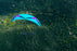 Delta 5 (Glider)